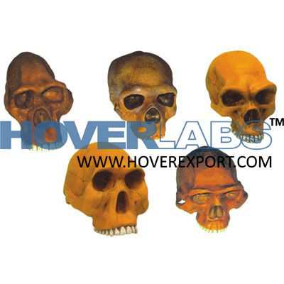 Prehistoric Man Skulls - Set Of 6